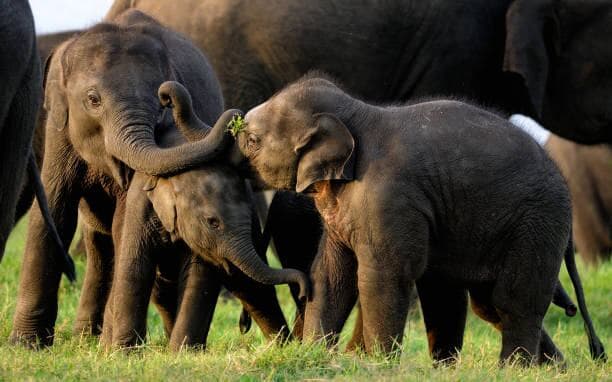 Wildlife