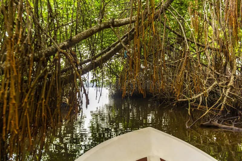 Bentota River Safari
