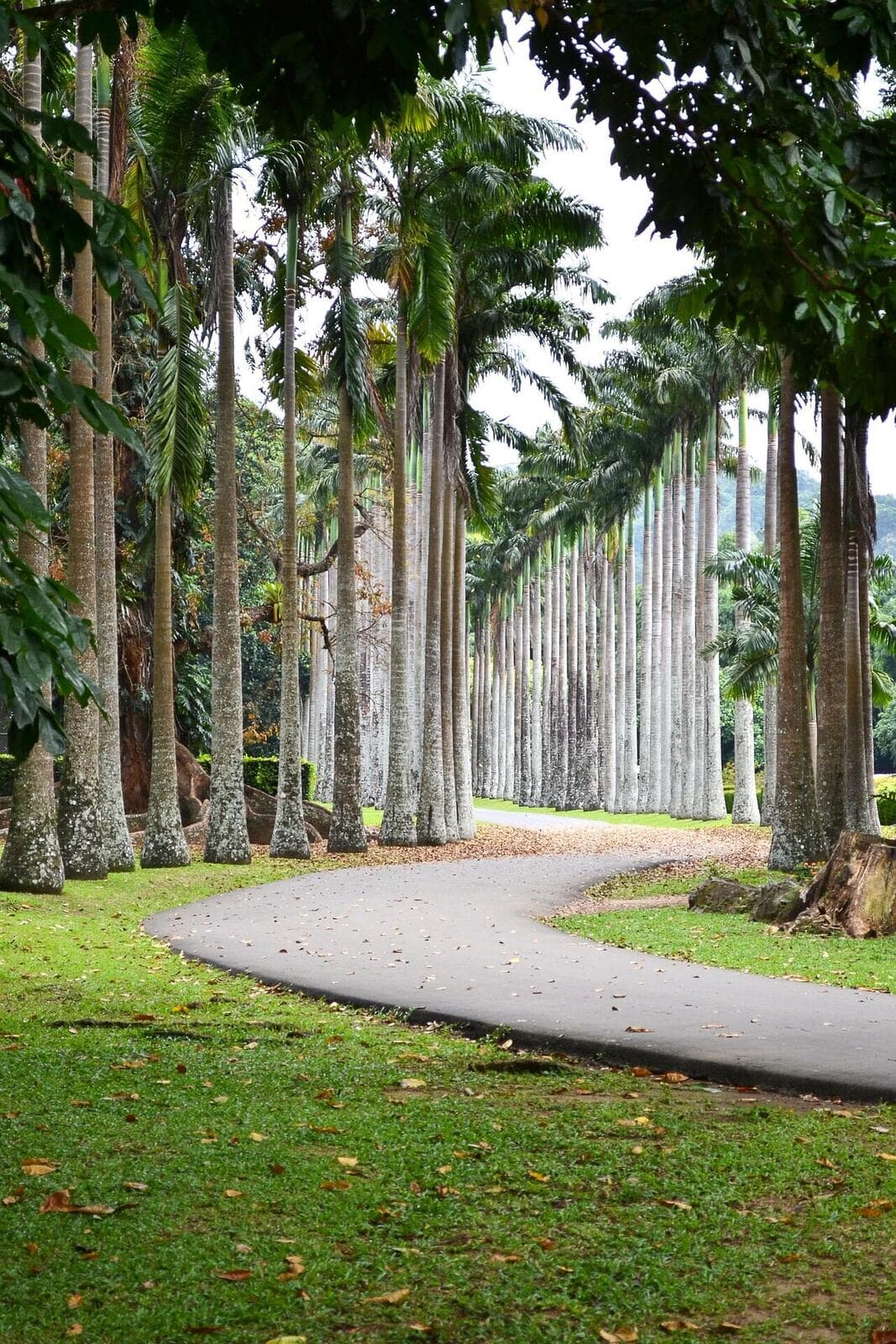 Kandy Day Tour