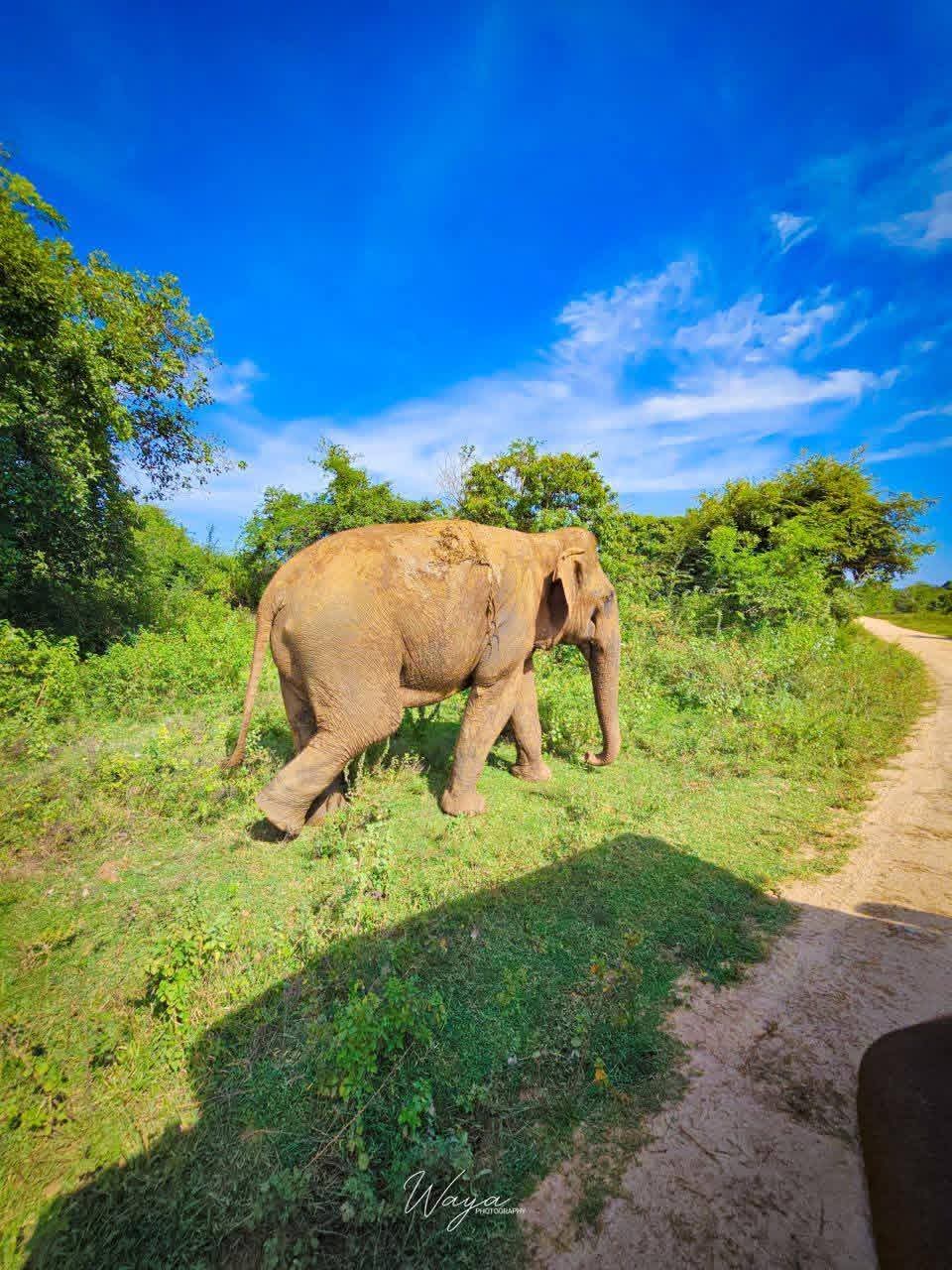 udawalawe national park