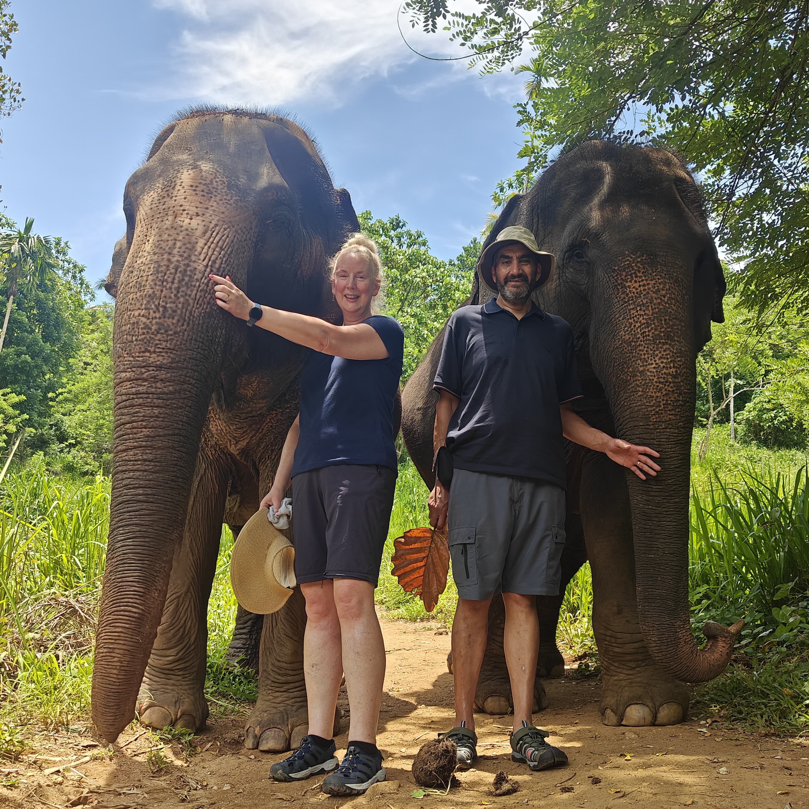 elephants